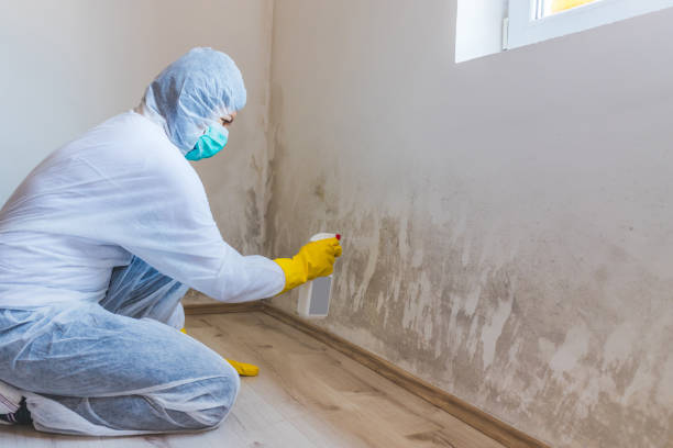 Licensed Attic Mold Remediation service in Hamilton, GA - Car Mold Remediation