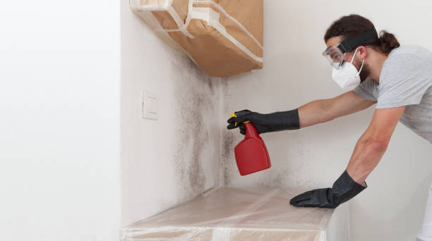 Professional Attic Mold Remediation technician working in Hamilton, GA