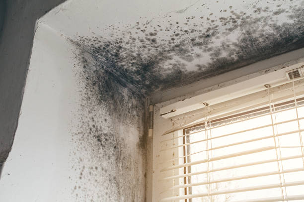 Affordable Attic Mold Remediation solutions in Hamilton, GA
