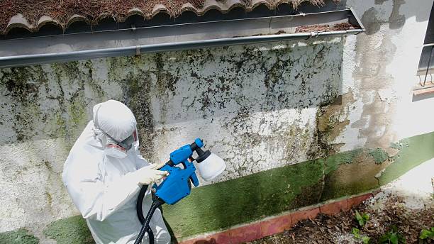 Top rated local Attic Mold Remediation specialists in Hamilton, GA